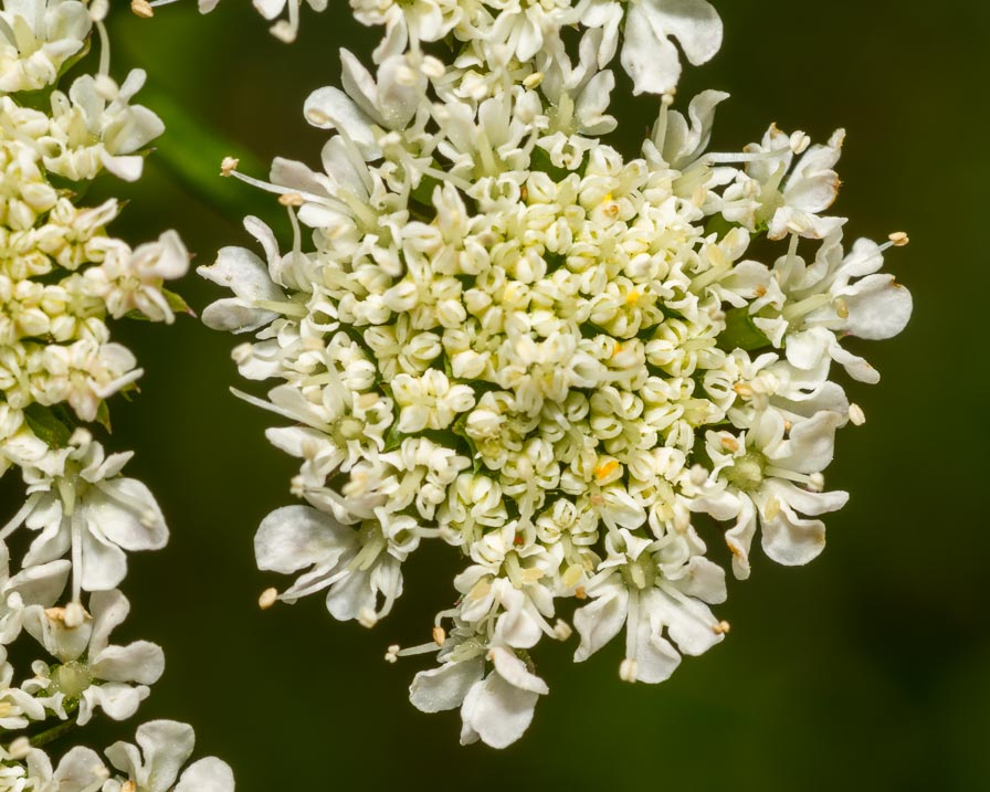 Oenanthe pimpinelloides / Finocchio acquatico comune